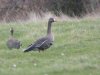 White-fronted Goose at Wat Tyler Country Park (Steve Arlow) (58673 bytes)